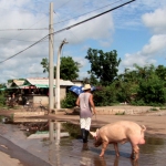 Cuban going for a walk with an edible pet